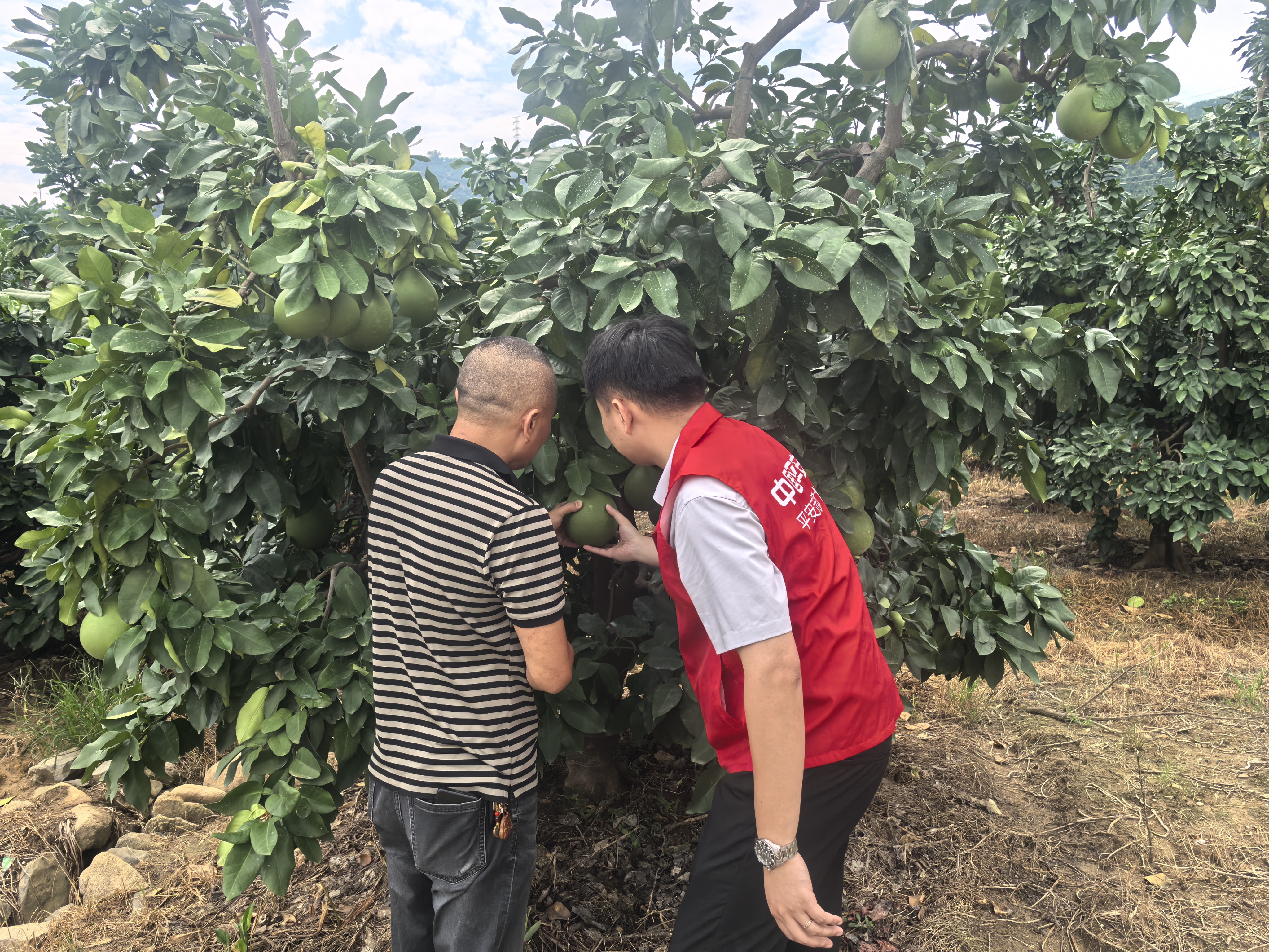 无人机+保险双擎驱动 平和蜜柚产业迎来更全保障 福建平安产险创新科技+保险模式护航特色产业发展(图3)