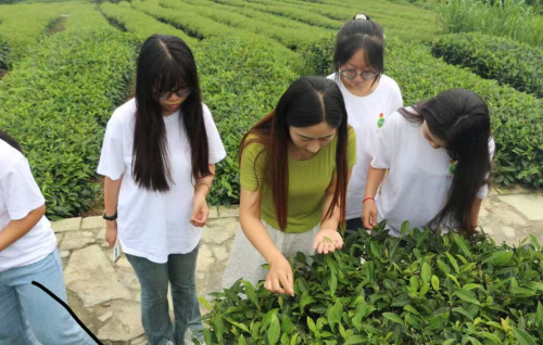 政策东风劲吹“农业行僧”高校团队以无人机授粉技术领航智慧农业新征程(图5)