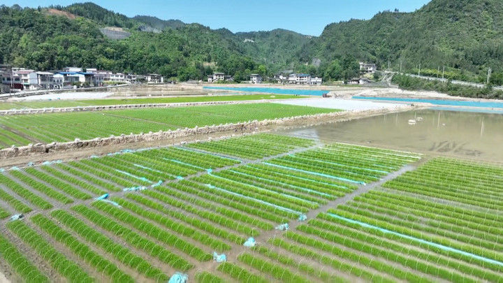 科技赋能解锁插秧“新姿势”(图6)