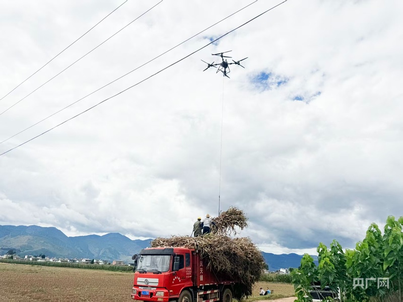 无人机助力青贮玉米高效收割(图1)