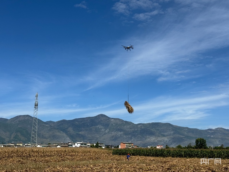 无人机助力青贮玉米高效收割(图2)