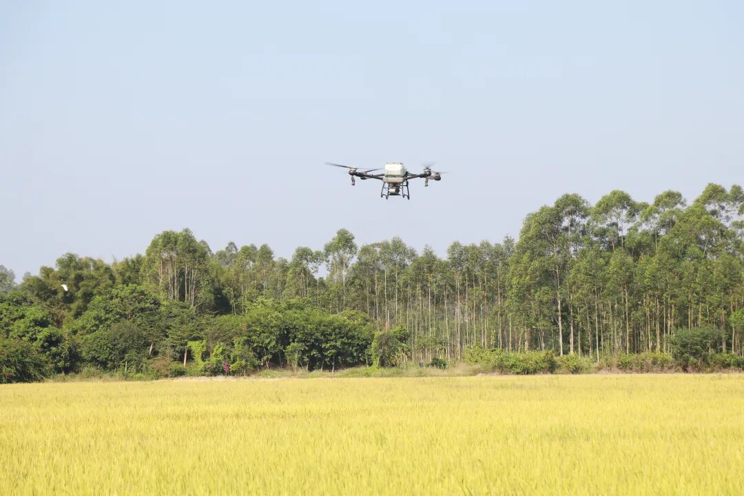 长见识了！稻田未收割就开始无人机播种！来看平南这项轮作技术→(图1)