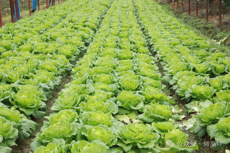 科技赋能+全链拓展+和美乡村——高坪区绘就现代农业盛景