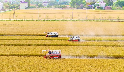 深挖单产潜力中国饭碗咱端得牢！