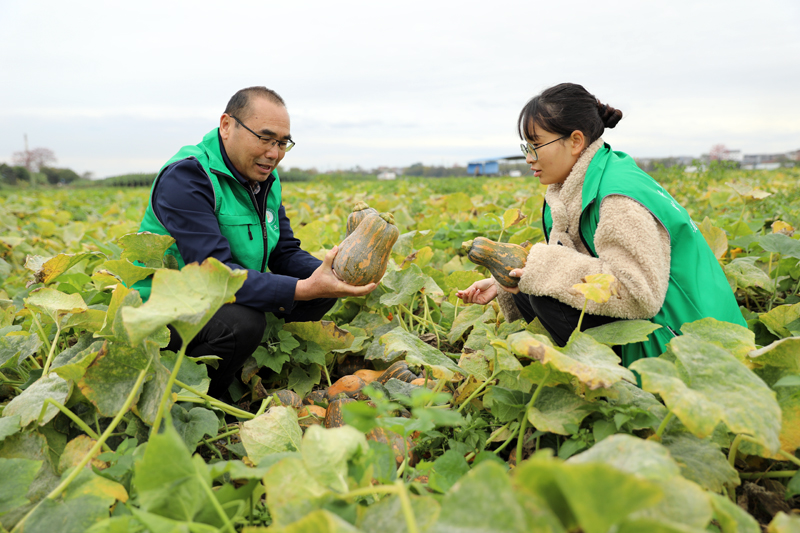 田东：无人机“飞”进南瓜地 科技助农增收快(图3)
