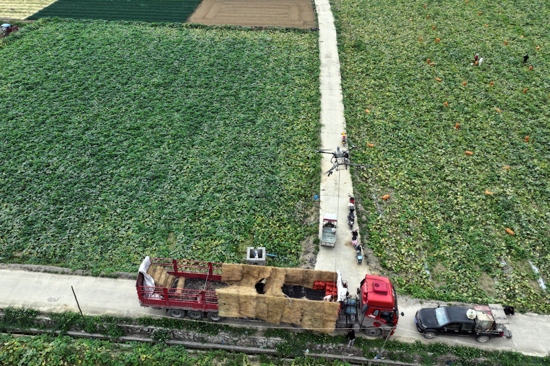 田东：无人机“飞”进南瓜地 科技助农增收快(图2)