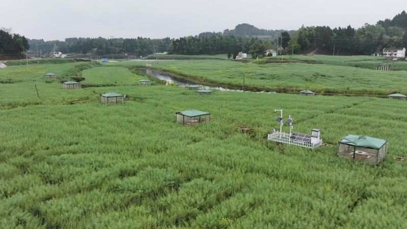 无人机25分钟扫遍400亩！四川乐至“帅府粮仓”藏着个“智慧大脑”(图2)