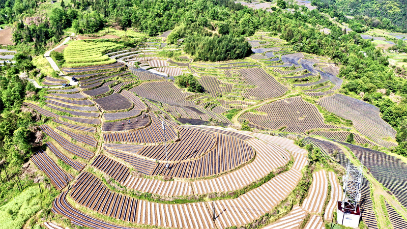 湖北竹溪：无人机测绘筑牢烟叶源头管控防线(图1)